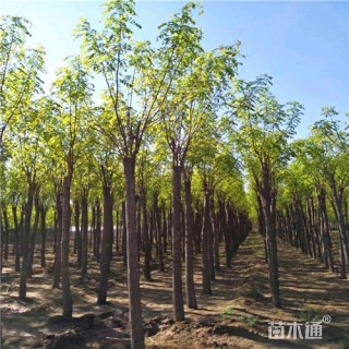 8公分香花槐