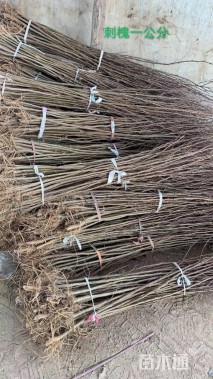 高度50厘米刺槐小苗