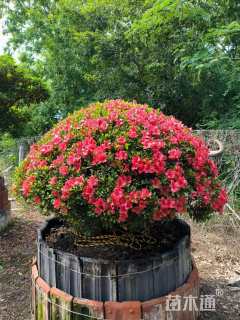 高度150厘米杜鹃