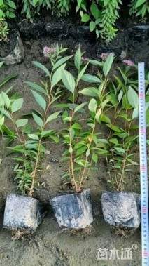 高度30厘米粉花绣线菊