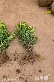 高度30厘米瓜子黄杨