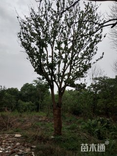 25公分香泡