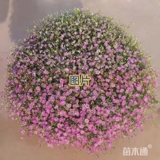 满天星种子