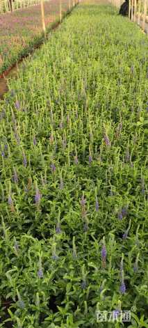 高度30厘米婆婆纳