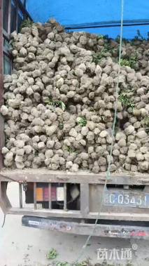 高度30厘米毛鹃