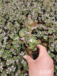 高度10厘米金钱草