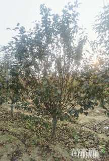 6公分红宝石海棠