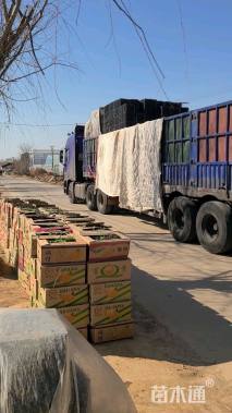 高度8厘米矮牵牛