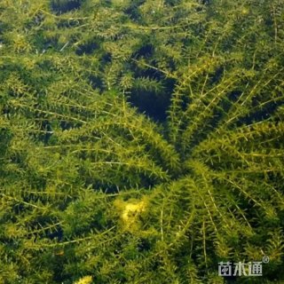 高度15厘米轮叶黑藻