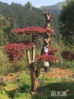 高度200厘米羽毛枫