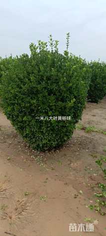 冠幅1500厘米大叶黄杨球