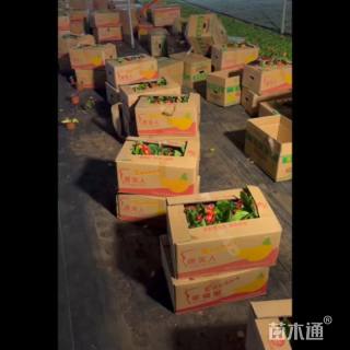 高度15厘米报春花