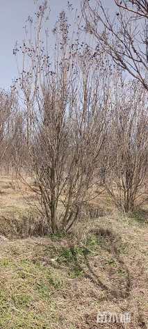 高度500厘米丛生红花紫薇