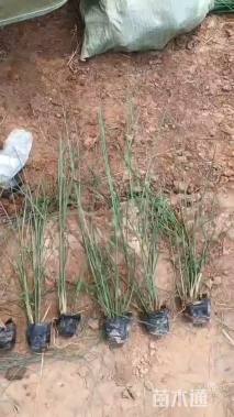 高度30厘米细叶芒