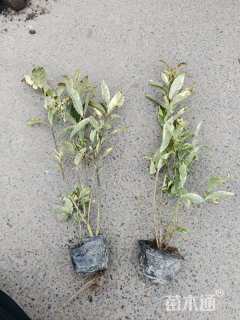 高度30厘米花叶栀子