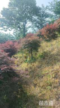 高度180厘米羽毛枫