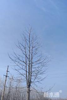 18公分北美枫香