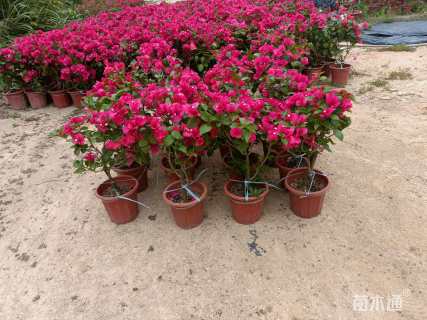 高度30厘米红花勒杜鹃