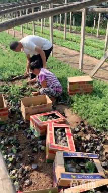 高度40厘米铺地柏