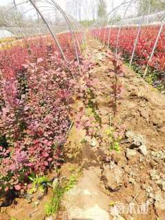 高度40厘米鸢尾