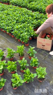 高度20厘米绣球