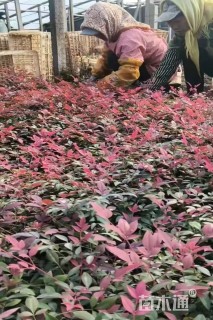 高度30厘米南天竹