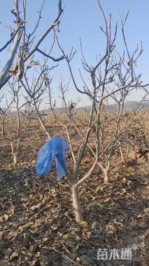 高度300厘米核桃