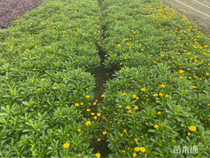 高度25厘米木春菊