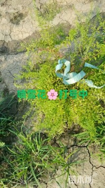 高度60厘米喷雪花