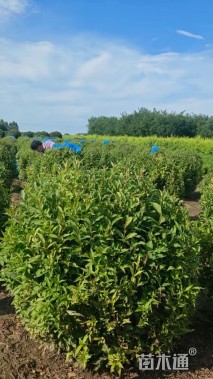 高度100厘米红王子锦带球