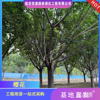 15公分樱花