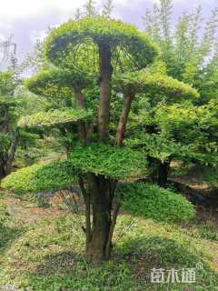 10公分对节白蜡