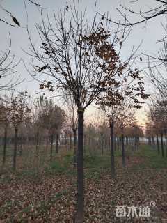 15公分秋紫白蜡