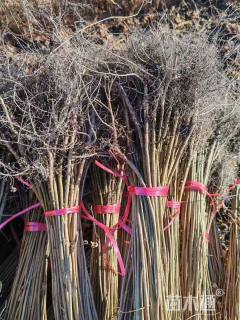 高度50厘米紫穗槐