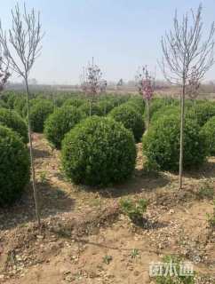 冠幅120厘米卫矛球