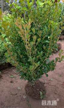 冠幅130厘米瓜子黄杨球