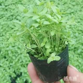 高度45厘米千屈菜