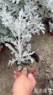 高度15厘米银叶菊