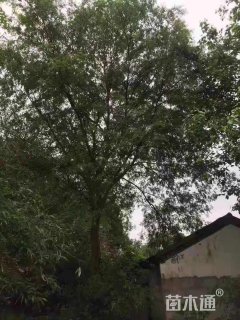 50公分榔榆