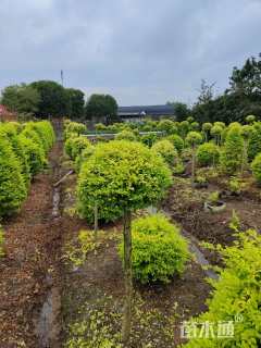 5公分造型亮晶女贞