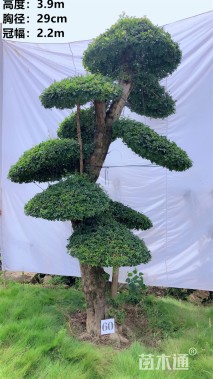 10公分对节白蜡