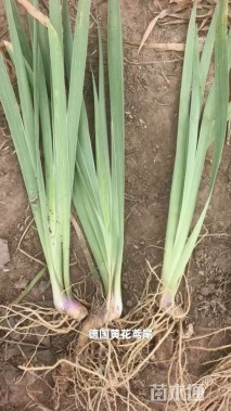 高度40厘米黄花鸢尾