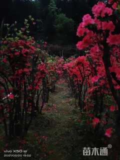 高度150厘米映山红