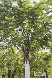 9公分嫁接香花槐