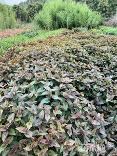 高度40厘米赤胫散