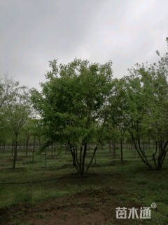 高度600厘米丛生元宝枫