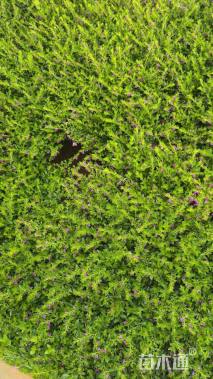 高度20厘米满天星