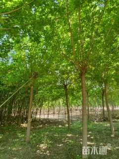 12公分金叶复叶槭