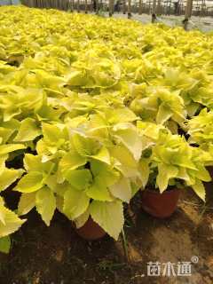 高度25厘米彩叶草