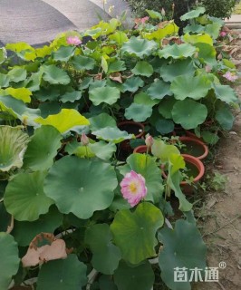 高度80厘米荷花